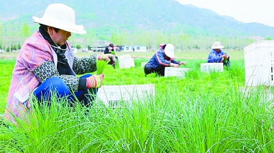 在充滿(mǎn)希望和信心的村莊里