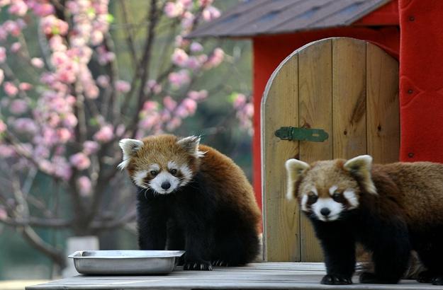 春日里，臨汾動(dòng)物園寶寶們迎暖陽(yáng)盡顯萌態(tài)(25張)